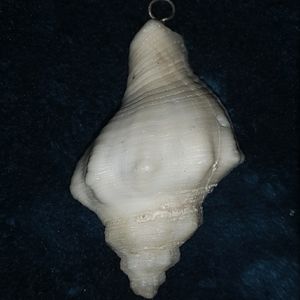 White Seashell Pendant